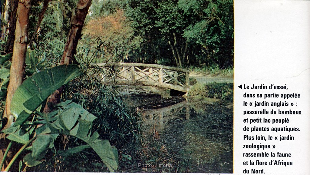 Jardin d essai d alger le jardin anglais N 218.jpg - Jardin d'Essai d'Alger, le jardin anglais. N° 218